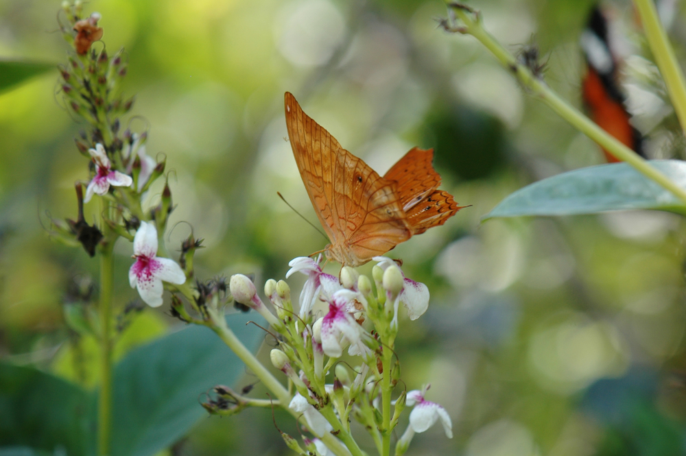 Stunning butterfly at Kemenuh Butterfly Park, Bali