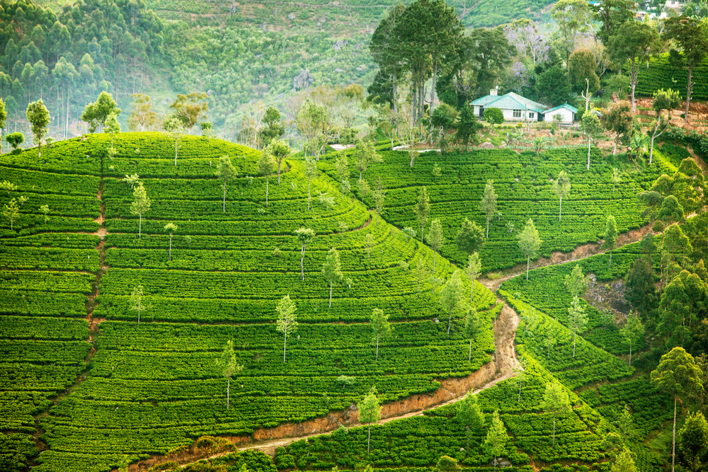 Green fields of tea in Sri Lanka