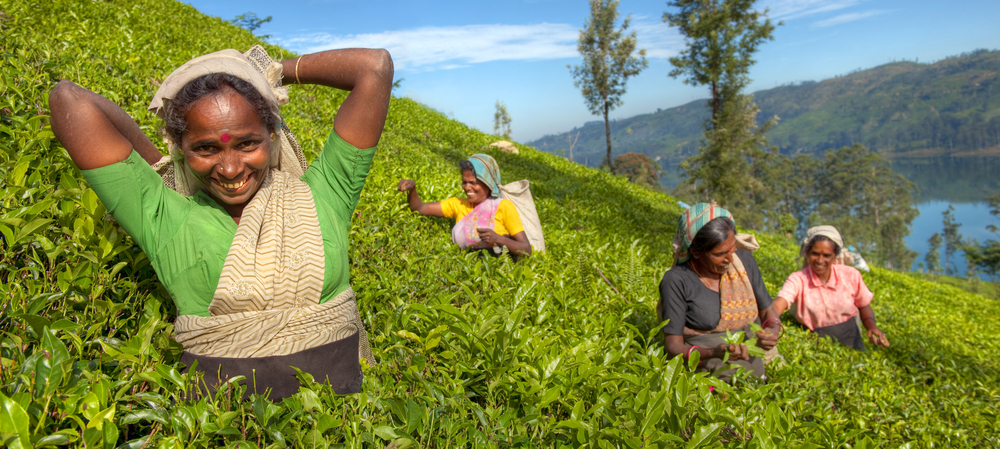 Tea pickers in Sri Lanka