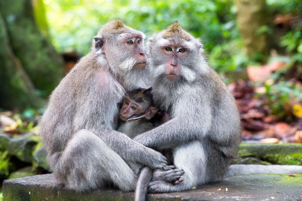 Family of long-tailed macaque in Sacred Monkey Forest, Ubud, Bali