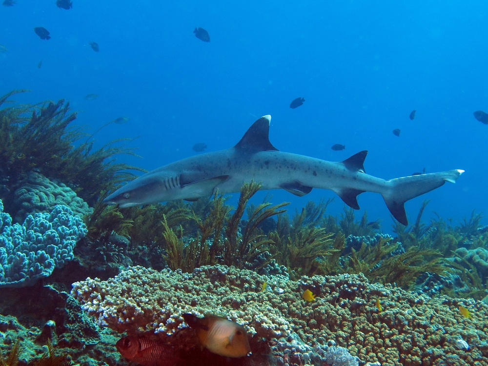 Bali sharks