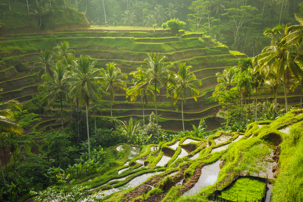 The rice terraces of Tegallalang Village near Ubud, Bali