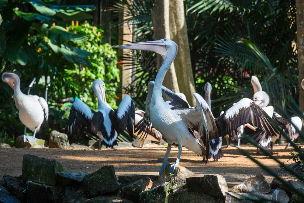 The Bali Bird Park is home to 250 bird species