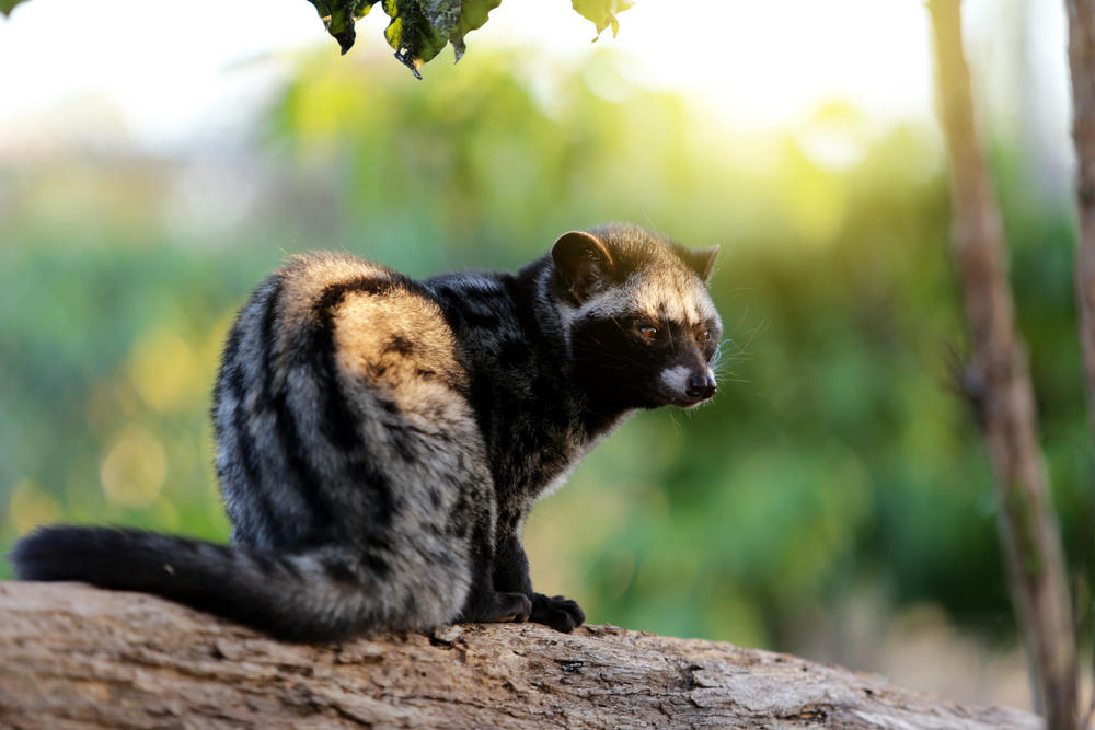 the Asian Palm Civet in Bali