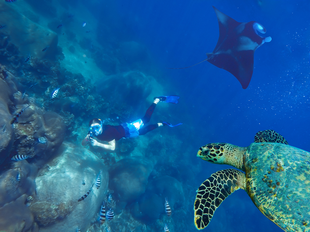 Swimming with turtles and harmless Manta Rays in Bali is a lot of fun!