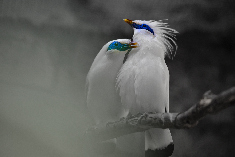 The endangered Bali Myna Birds