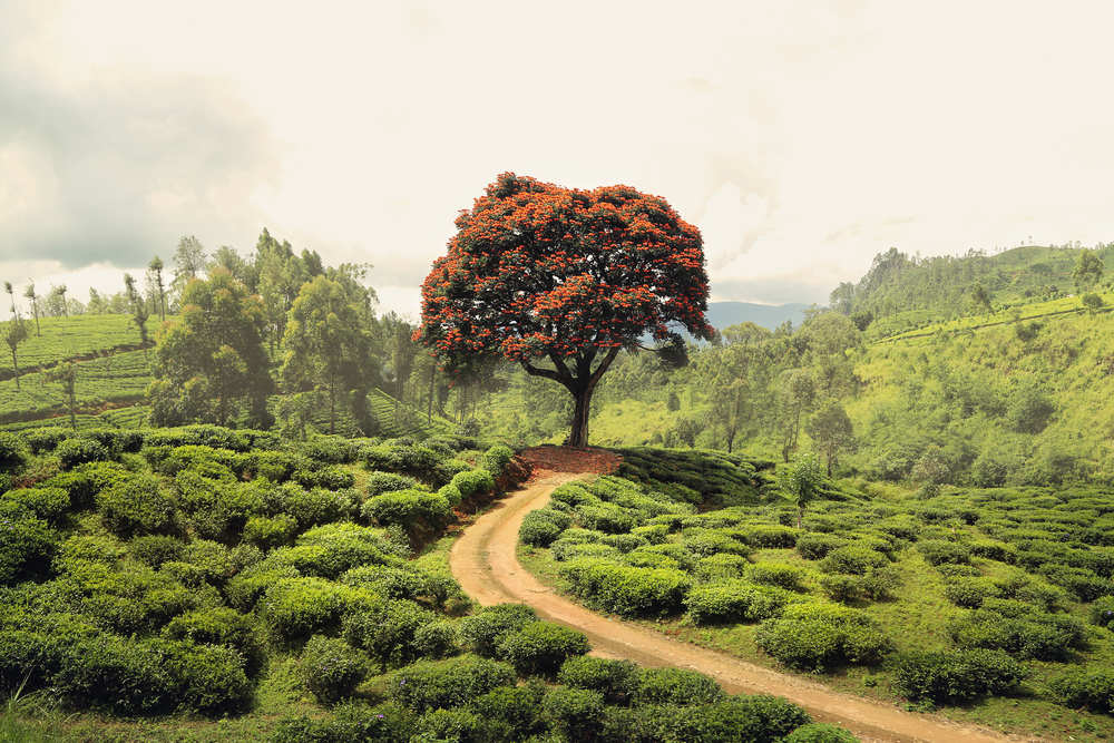 Tea plantation near Nuwara Eliya