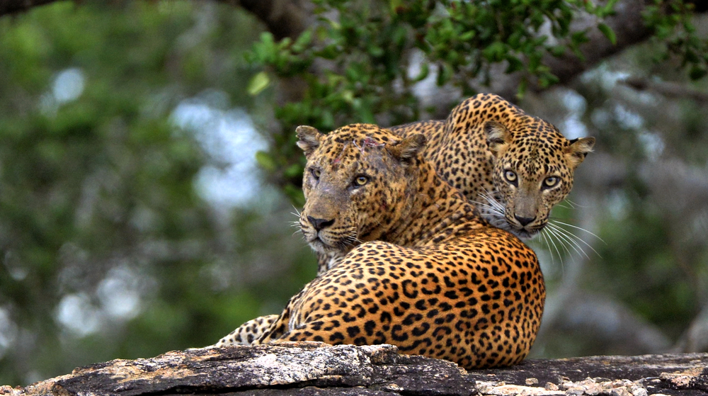 Leopards in Sri Lanka