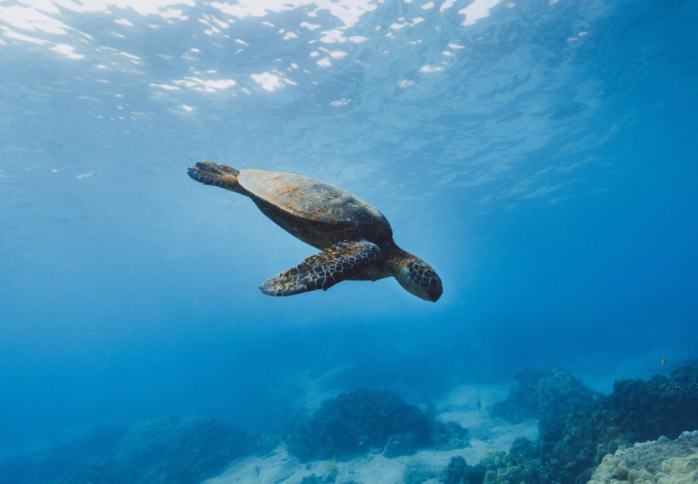 The Gili Islands are great for snorkelling with sea turtles.