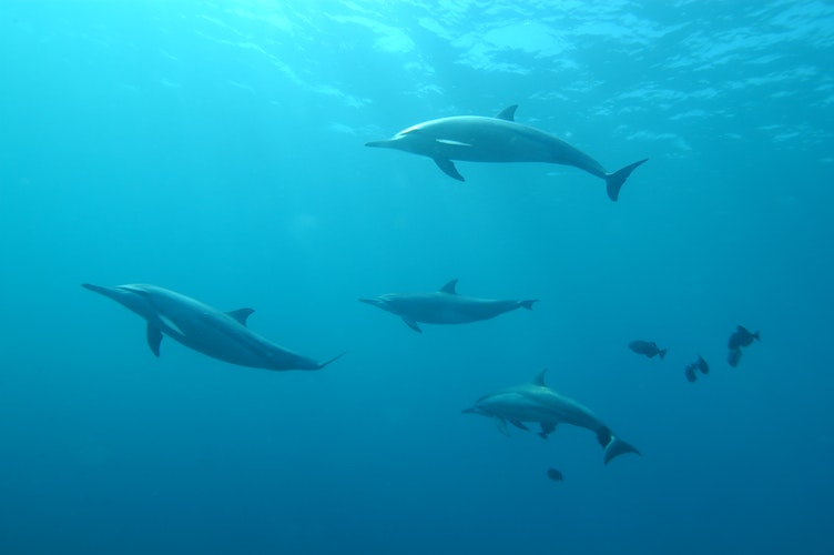 Lovina is one of the best places in Bali to see dolphins.