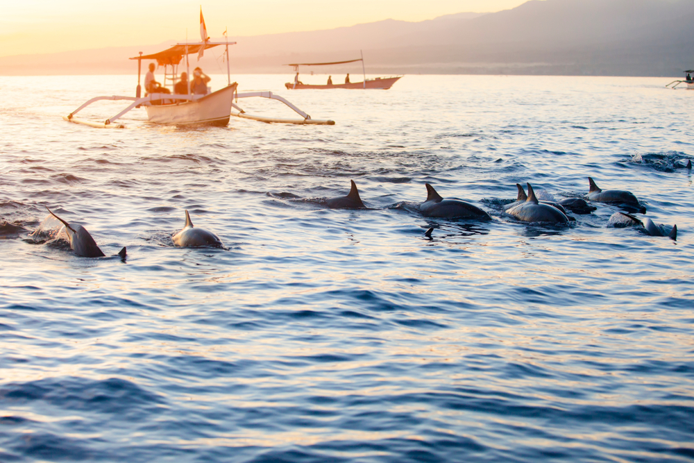 Go dolphin watching off the coast of Lovina during your honeymoon.