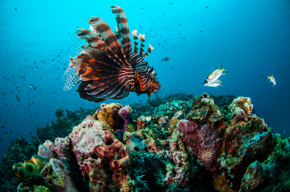Scuba divers around Lombok can expect to see many tropical fish species.