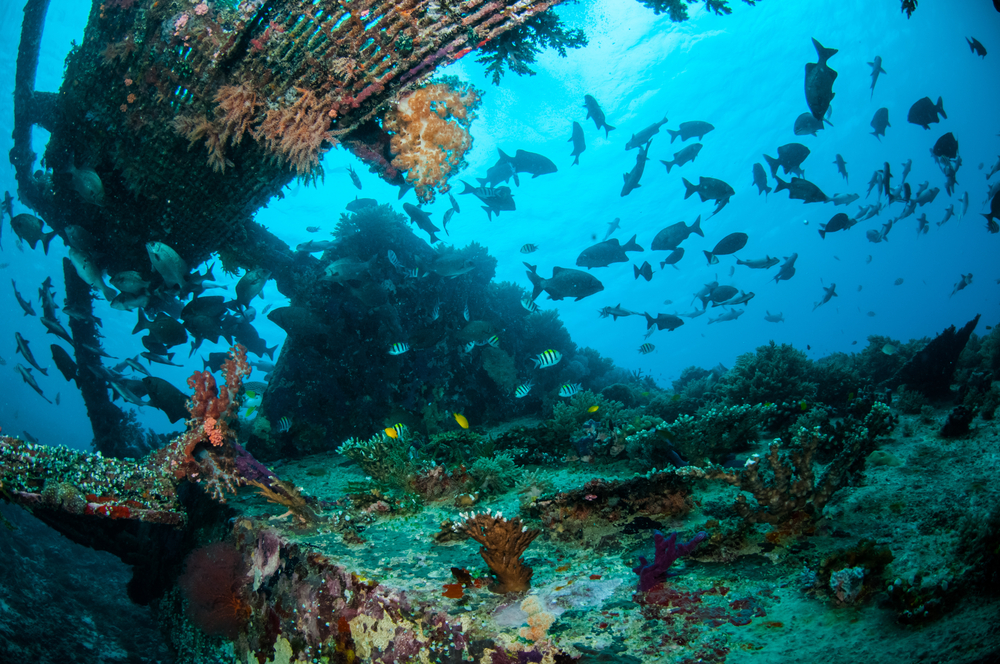 Conditions around Lombok are perfect for scuba diving.