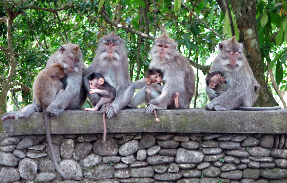 Get up close and personal with the monkeys at Ubud's Monkey Forest.