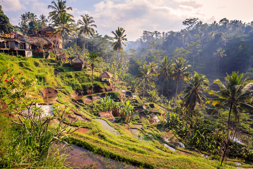 Ubud's beautiful rice terraces are world-famous.