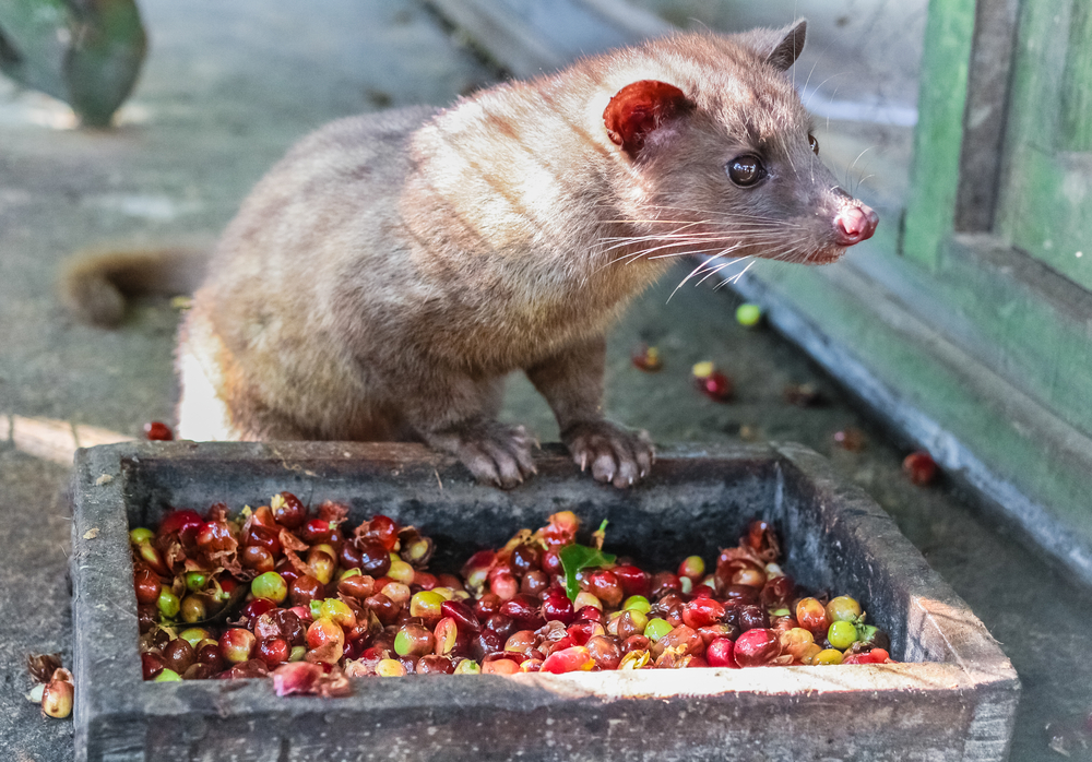 Kopi Luwak is one of the best (and most expensive...and most unusual) coffee in the world.