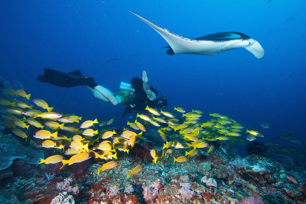 Diving expeditions from Candidasa allow visitors to swim among incredible marine species.