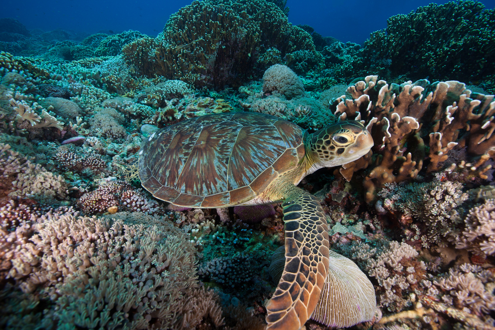 Gili Trawangan is one of the best areas in the region for spotting sea turtles.