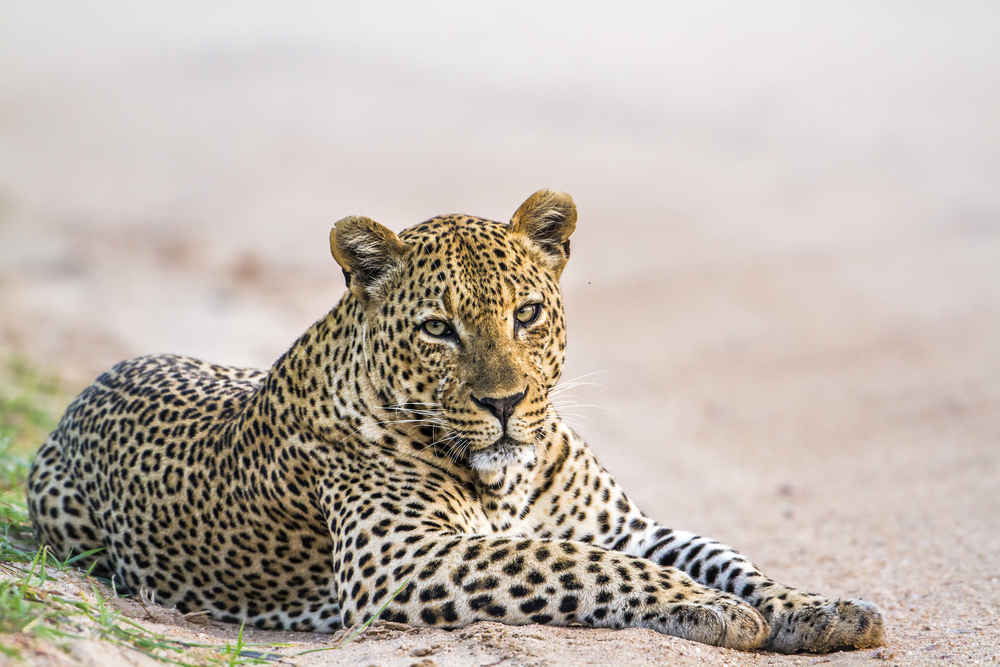 Wildlife photographers love to capture photos like this one taken at Yala National Park
