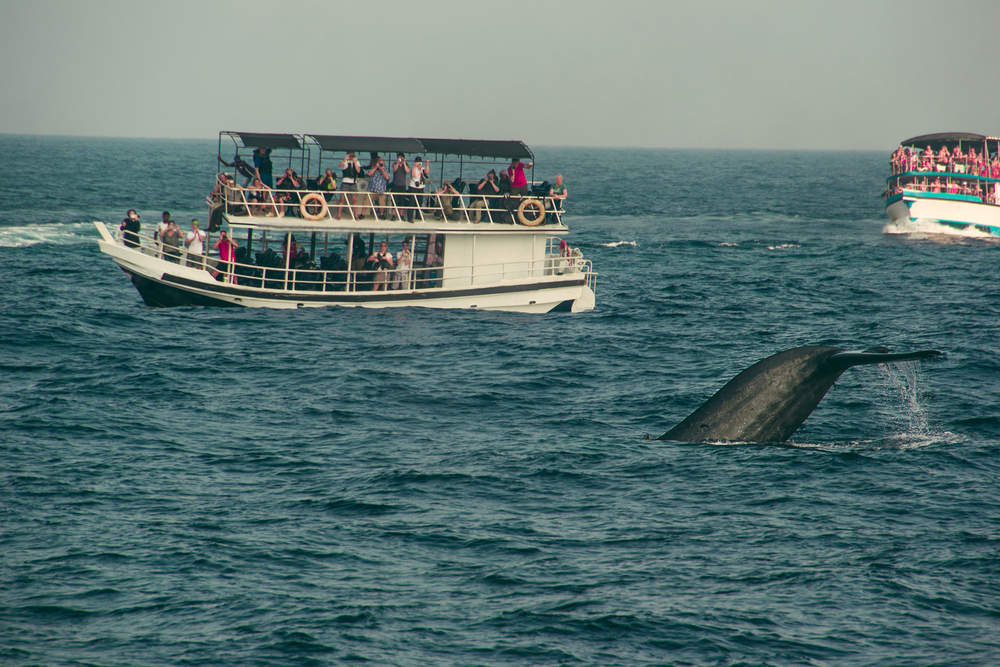 Whale watching in Mirissa is a lifetime experience