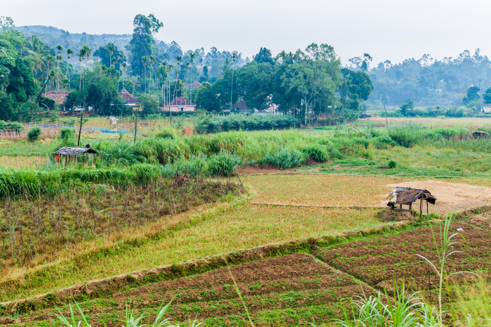 Learn more about the local way of life with a rural village walk in Ella.