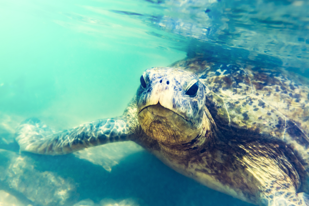 Take a scuba diving trip and spot sea turtles in Hikkaduwa.