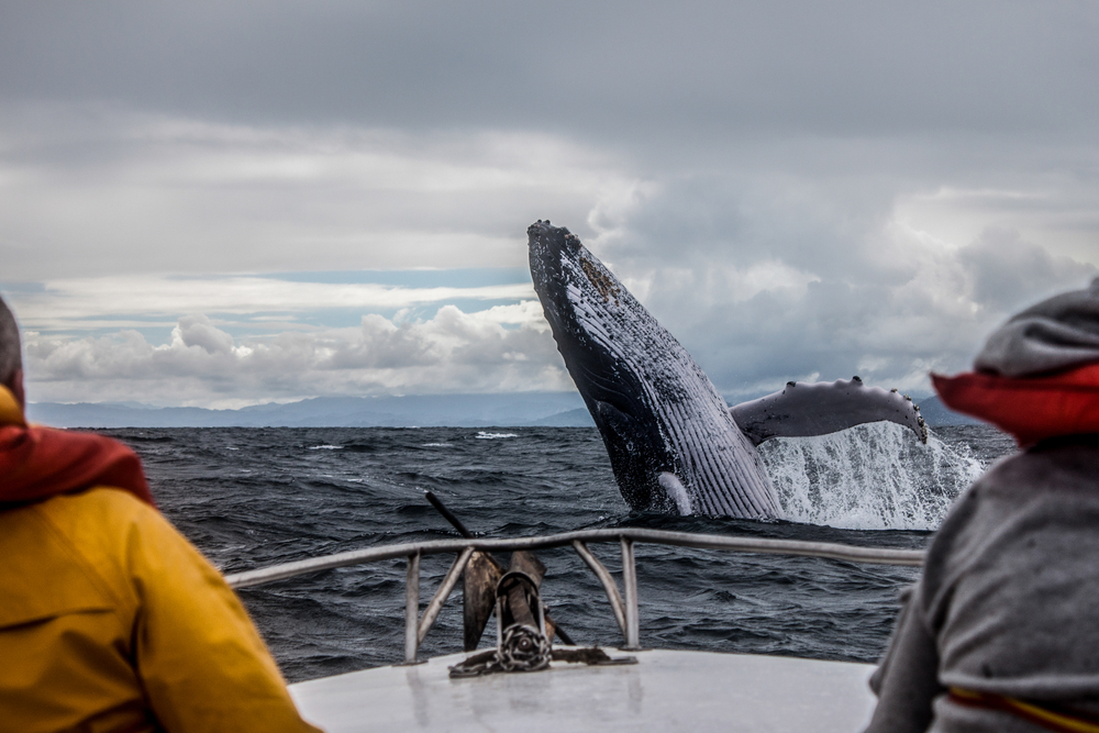 Luxury travelers love taking part in whale watching expeditions