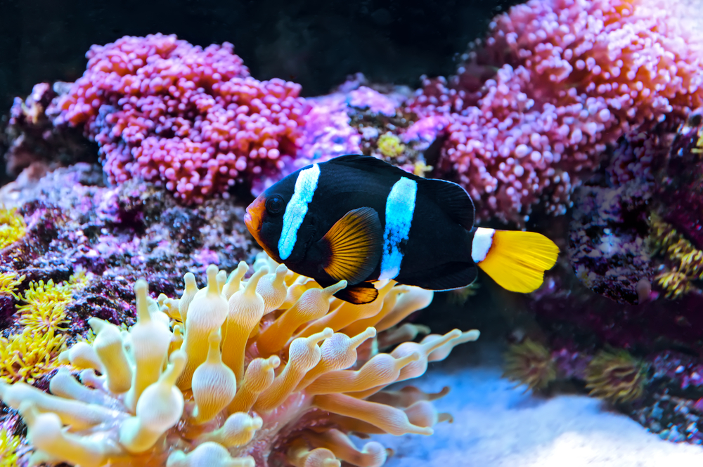 The rich marine habitats around Sri Lanka make the country very popular among divers.
